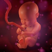 علت اصلی سقط جنین در سه ماهه‌ نخست بارداری