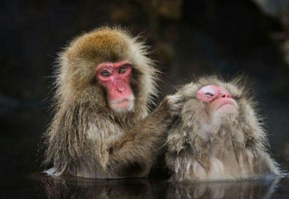 چهره زیبای میمون‌های برفی از نزدیک (+عکس)