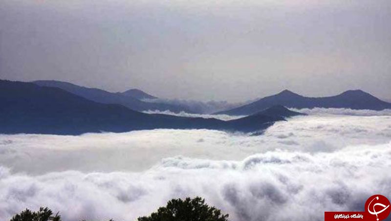 جذاب‌ترین جنگل‌های مه‌آلود به روایت تصویر