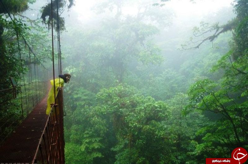 جذاب‌ترین جنگل‌های مه‌آلود به روایت تصویر