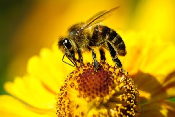 زنبورها می‎توانند ریاضی پایه را یاد بگیرند