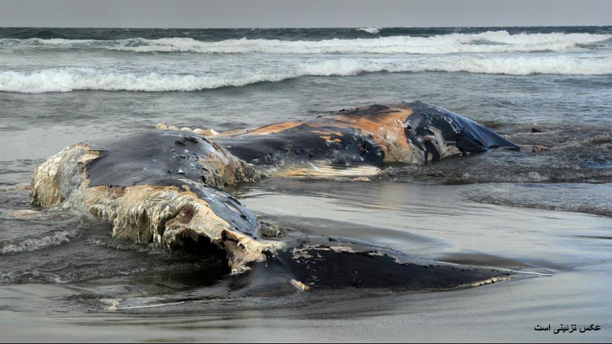 کشف یک نهنگ مرده در فیلیپین با ۴۰ کیلوگرم کیسه پلاستیکی در معده